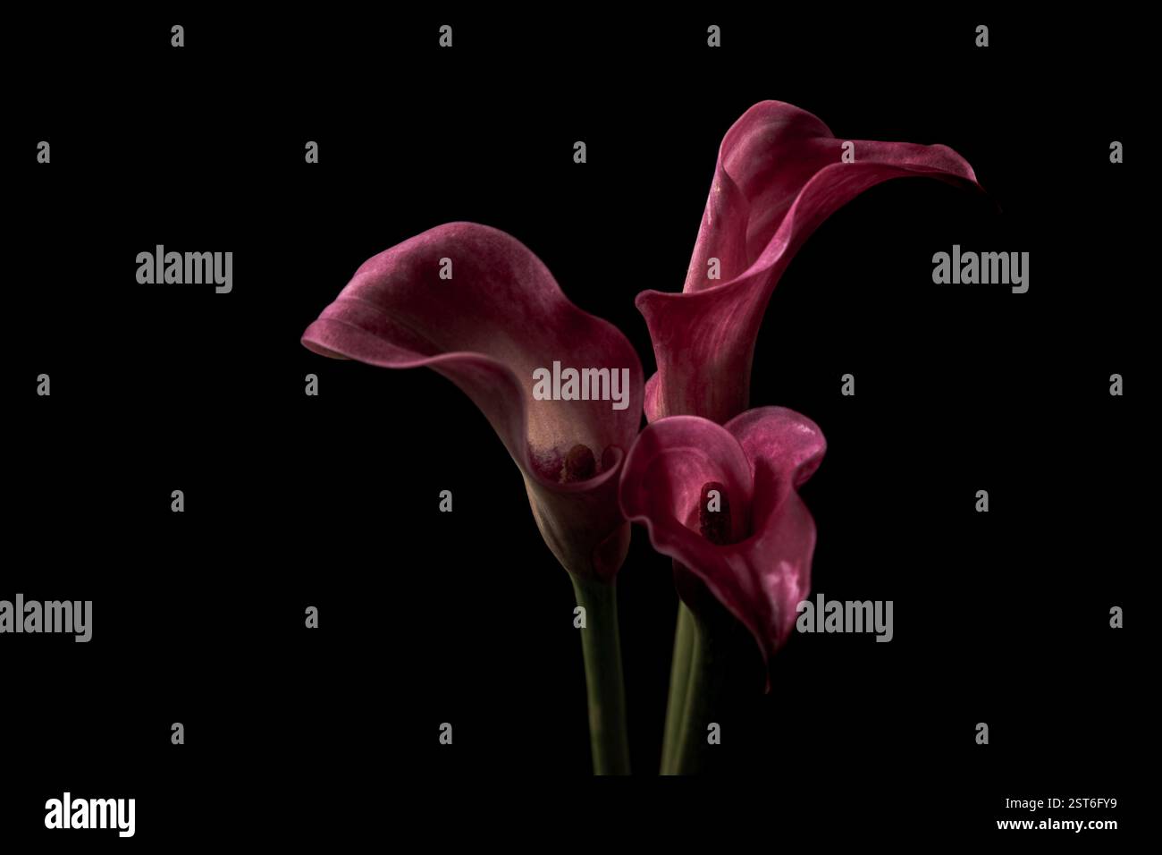 Nahaufnahme von drei roten Calla-Lilien, die elegant auf schwarzem Hintergrund angeordnet sind. Sanfte Beleuchtung hebt die zarten Blütenblätter und die anmutigen Kurven hervor Stockfoto