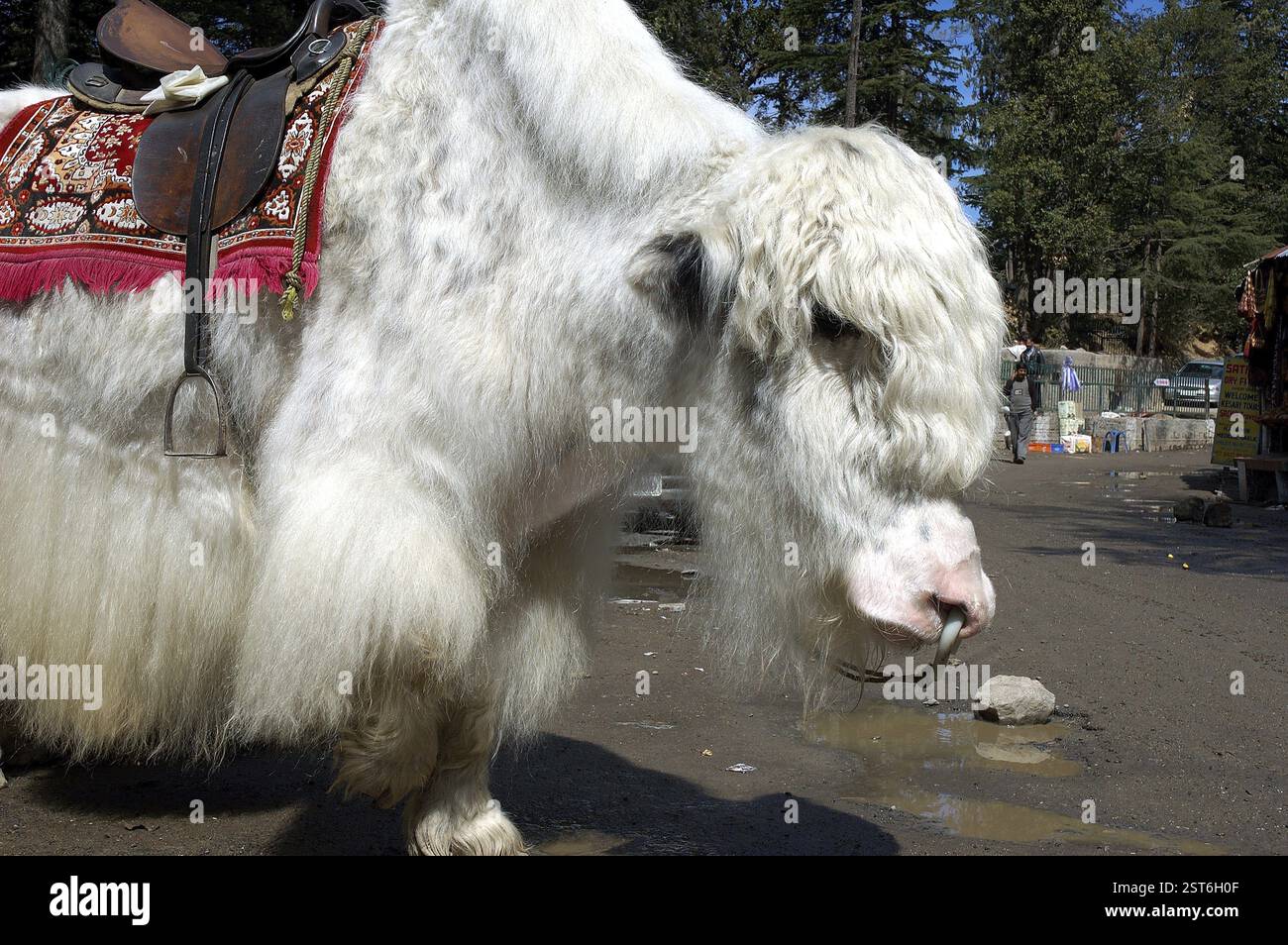 Weißes Yak (Dzo bos grunniens) Tier mit Sattel in der Nähe von Simla, Himachal Pradesh, Indien, Asien Stockfoto