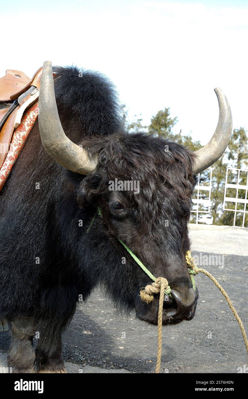 Black Yak (Dzo bos grunniens) Tier mit Sattel in der Nähe von Simla, Himachal Pradesh, Indien, Asien Stockfoto