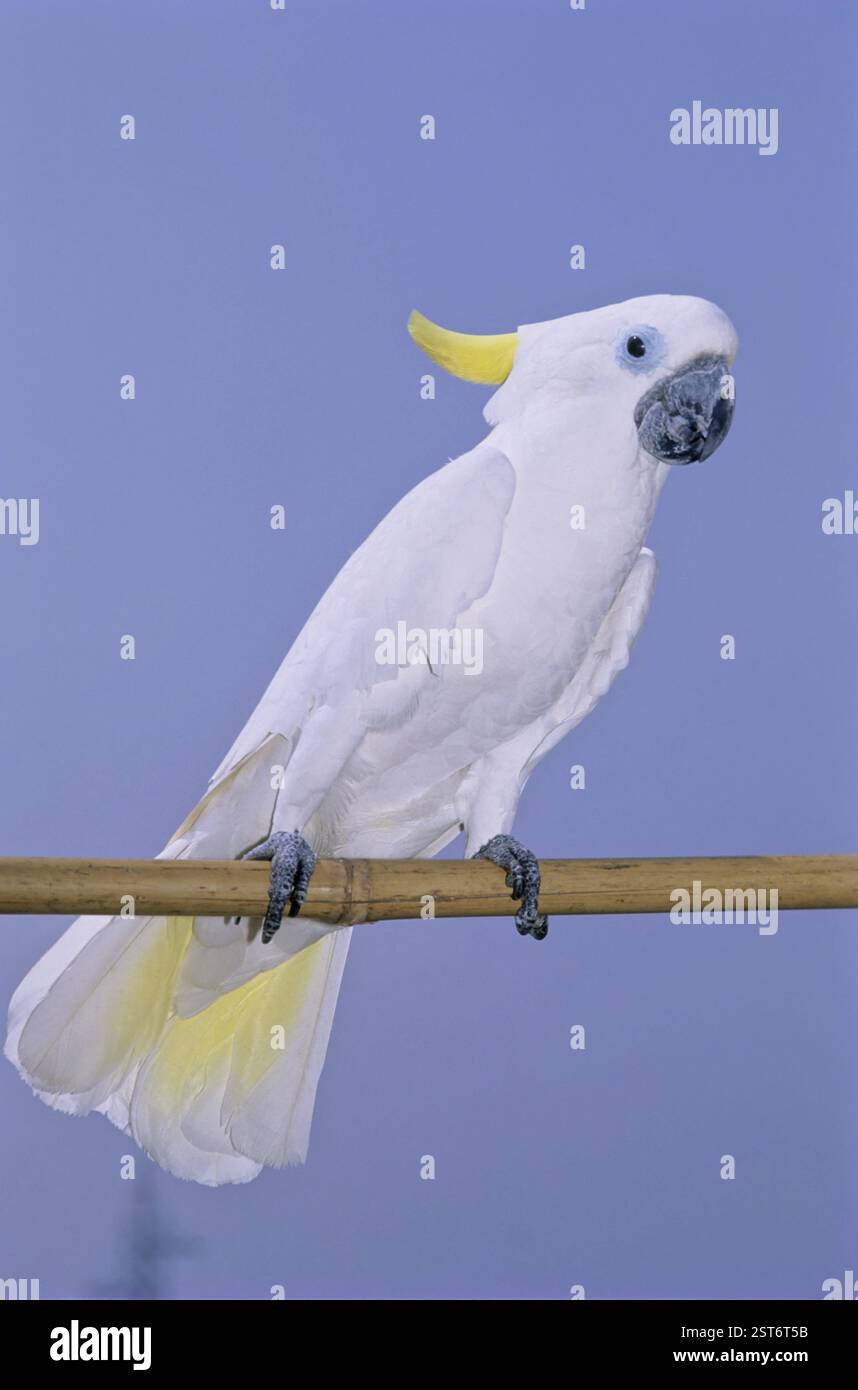 Vögel, Crested Cockatoo sitzen auf Bambus (Cacatua galerita) Stockfoto