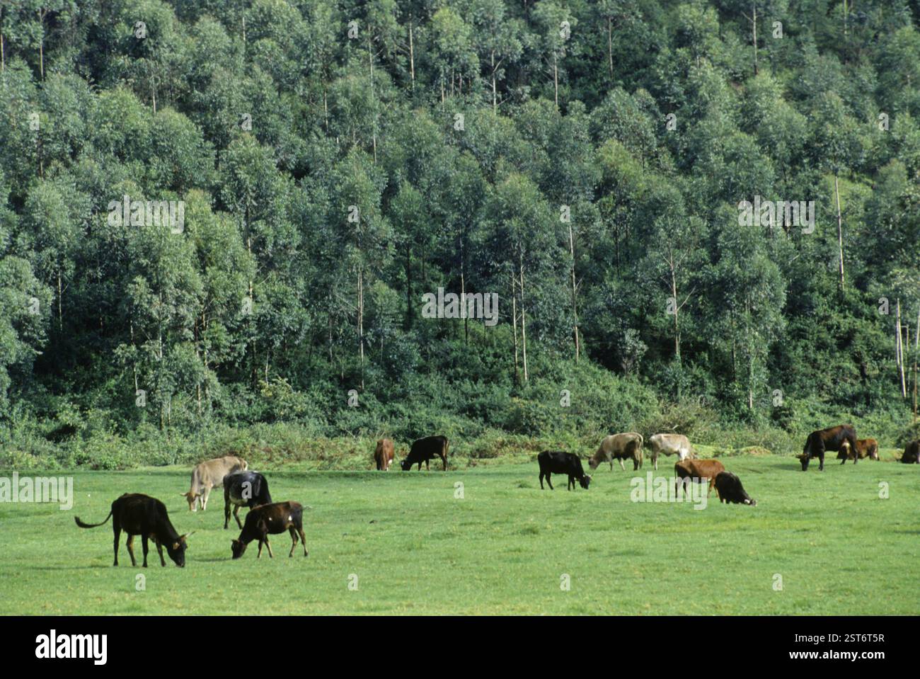 Kühe Herde grasen Gras Stockfoto