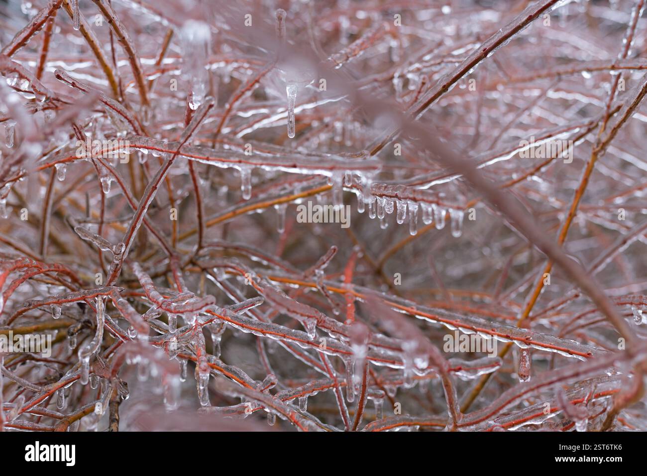 Eisbedeckte Weidenzweige in einem Garten nach einem Wintereissturm. Stockfoto
