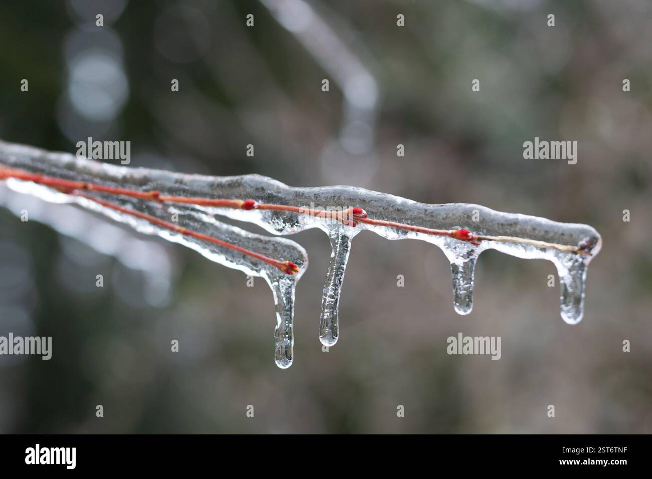 Eisbedeckte Weidenzweige in einem Garten nach einem Wintereissturm. Stockfoto