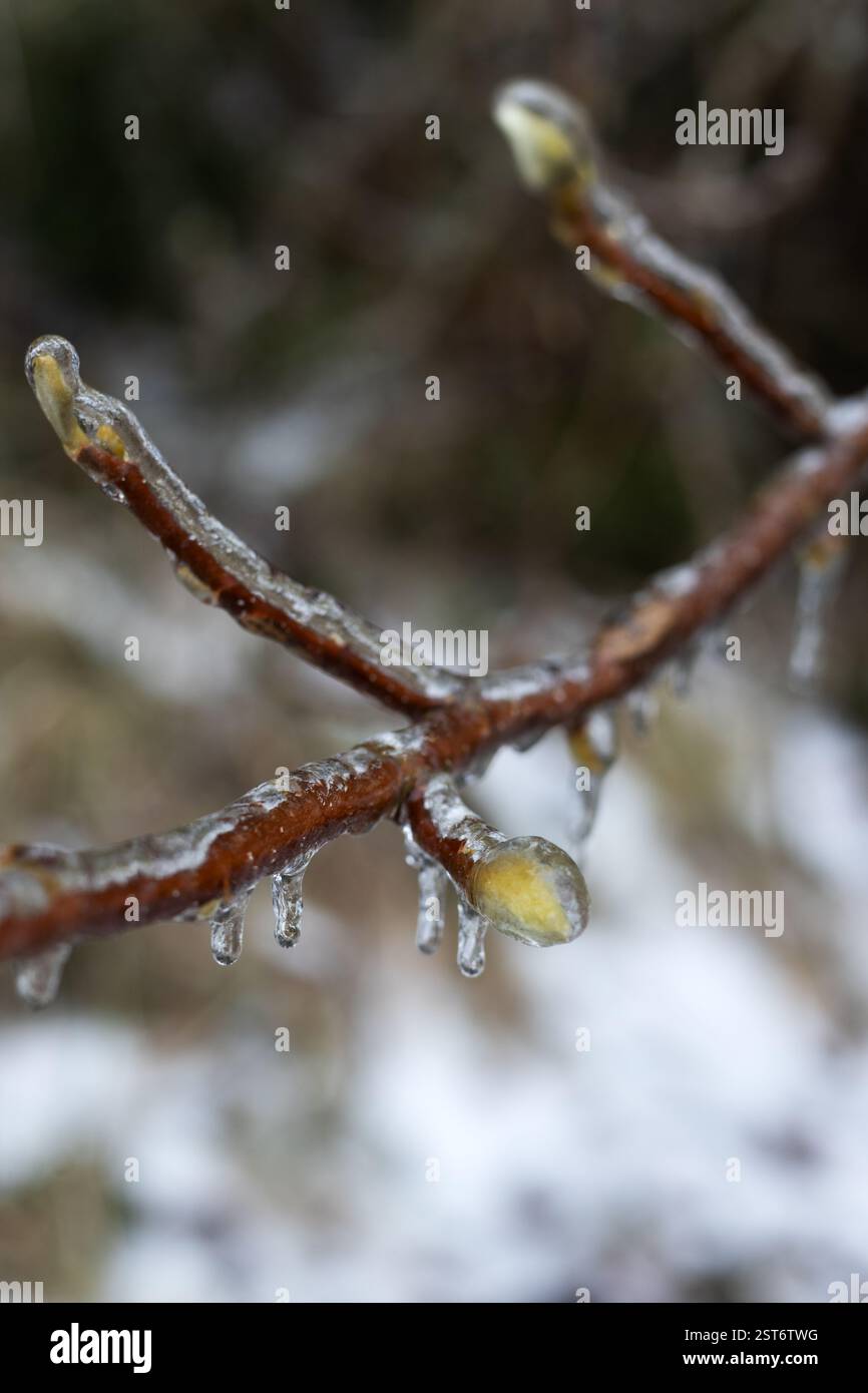 Eisbeschichtung der Zweige eines Magnolienbaums im Winter in einem Garten. Stockfoto