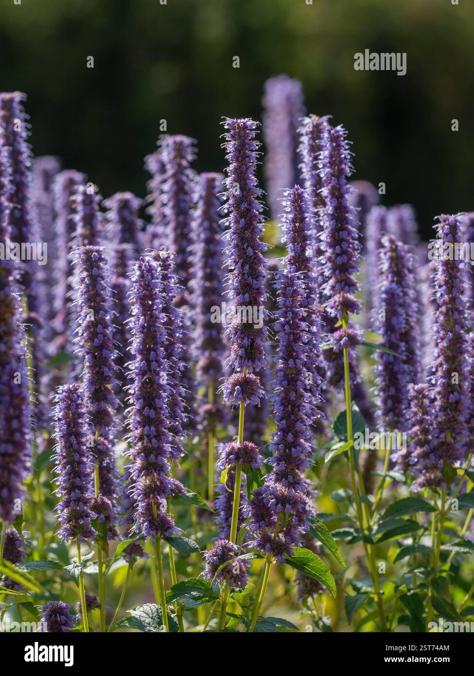 Backlit Agastache „Blackadder“ wächst im Sommer in einem britischen Garten. Stockfoto