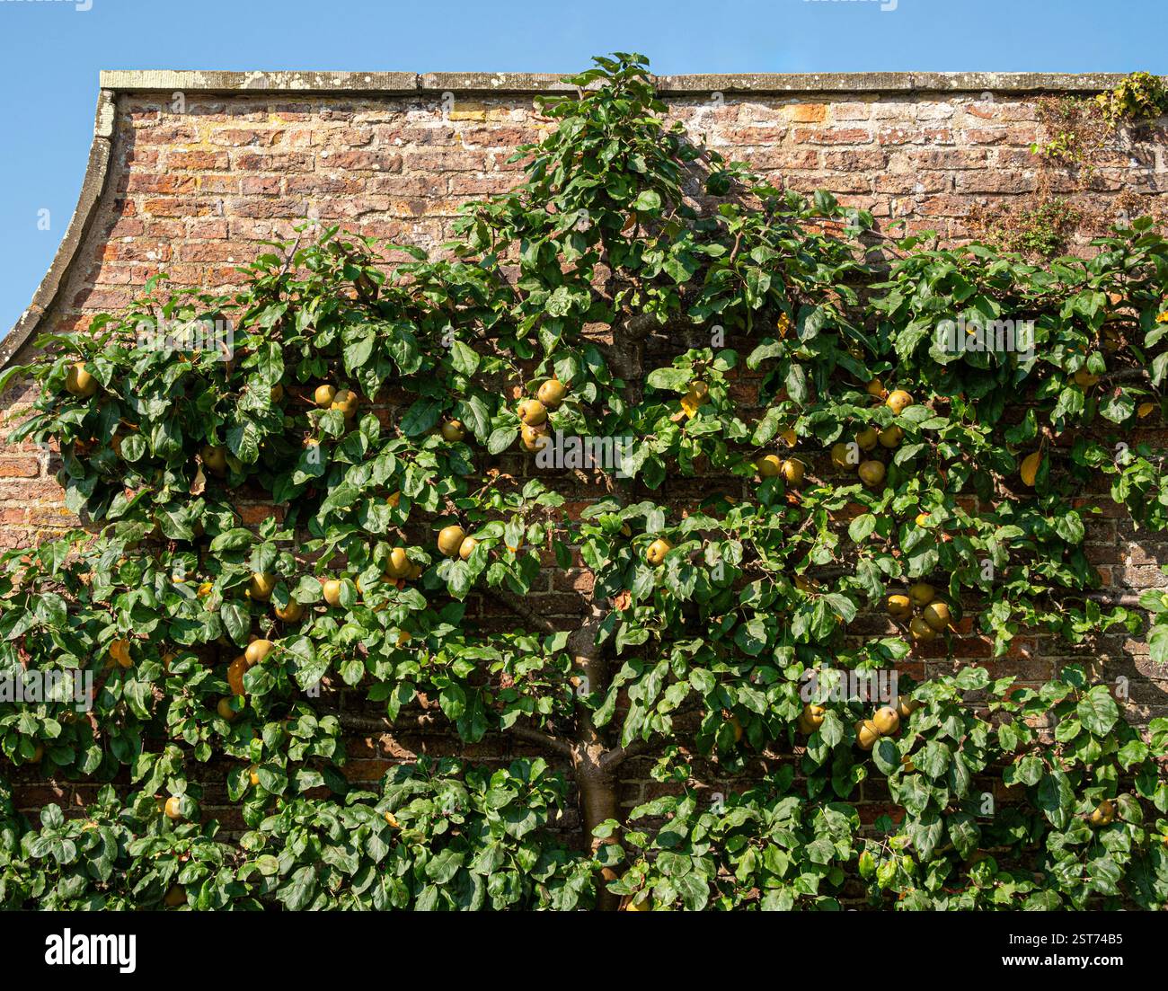Reifer Apfelbaum, der an einer Wand wächst, mit reifenden Früchten in der Sommersonne unter blauem Himmel. Stockfoto