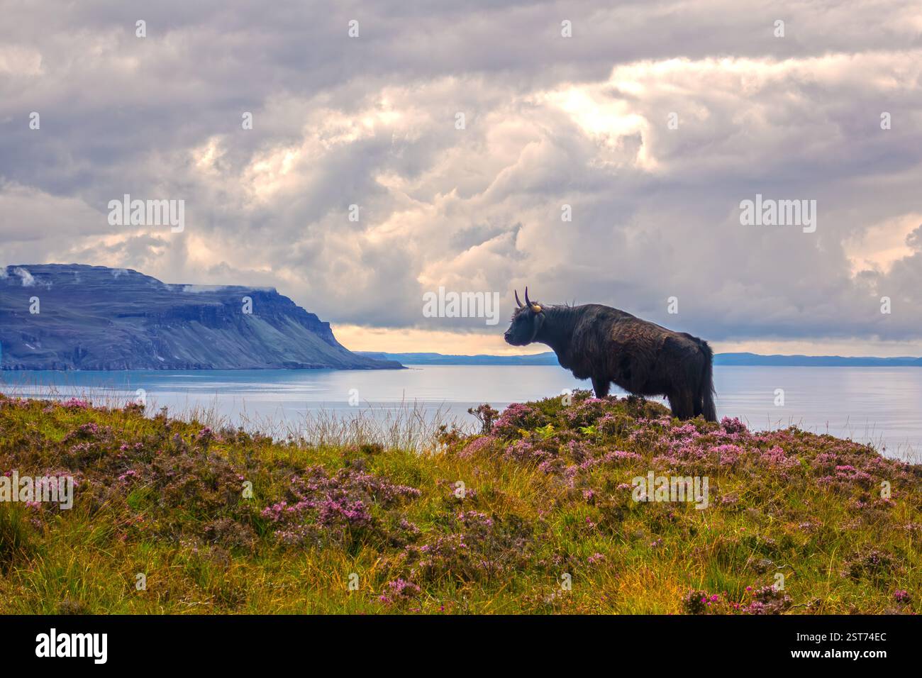 Hochlandkuh auf Ulva, Isle of Mull, Innere Hebriden, Schottland, Vereinigtes Königreich Stockfoto