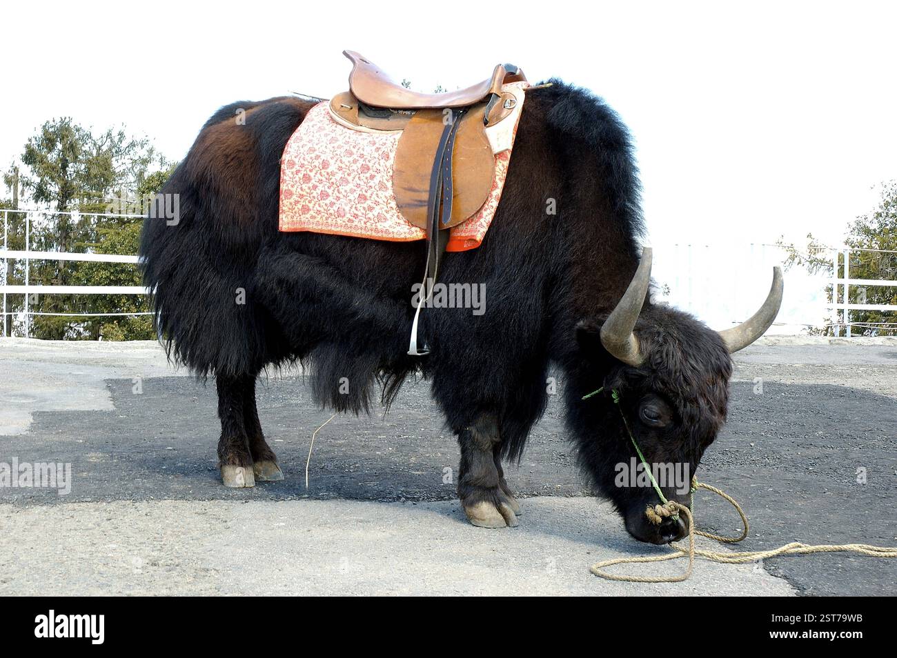 Black Yak (Dzo bos grunniens) Tier mit Sattel in der Nähe von Simla, Himachal Pradesh, Indien, Asien Stockfoto