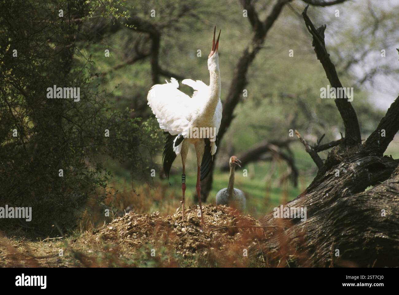 Vögel, Sibirische Kraniche Grus leucogeranus, Bharatpur, Rajasthan, Indien, Asien Stockfoto