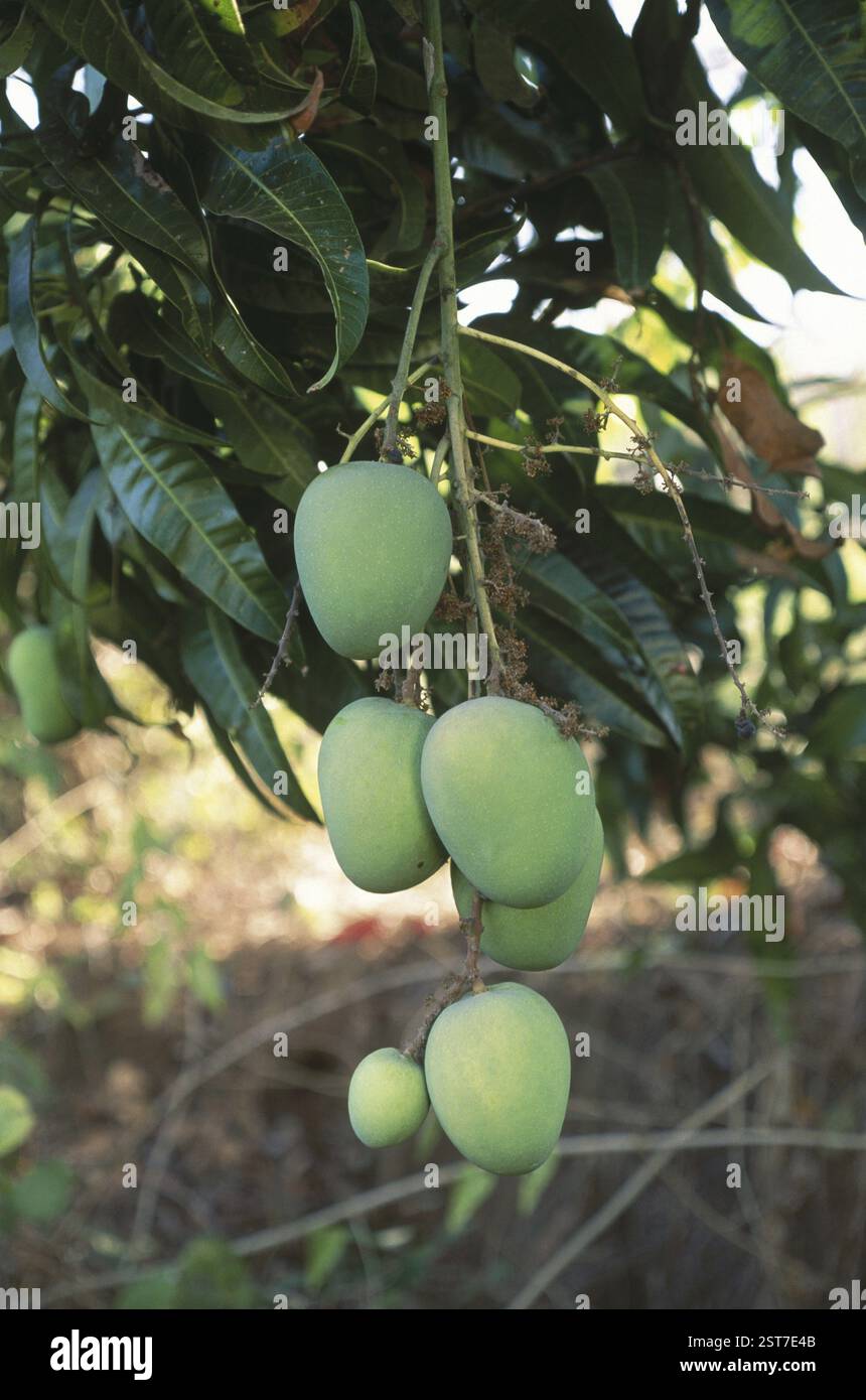 Früchte, Alphanso-Mangos (Hapus), die auf Bäumen wachsen, Ratnagiri, maharashtra, indien Stockfoto