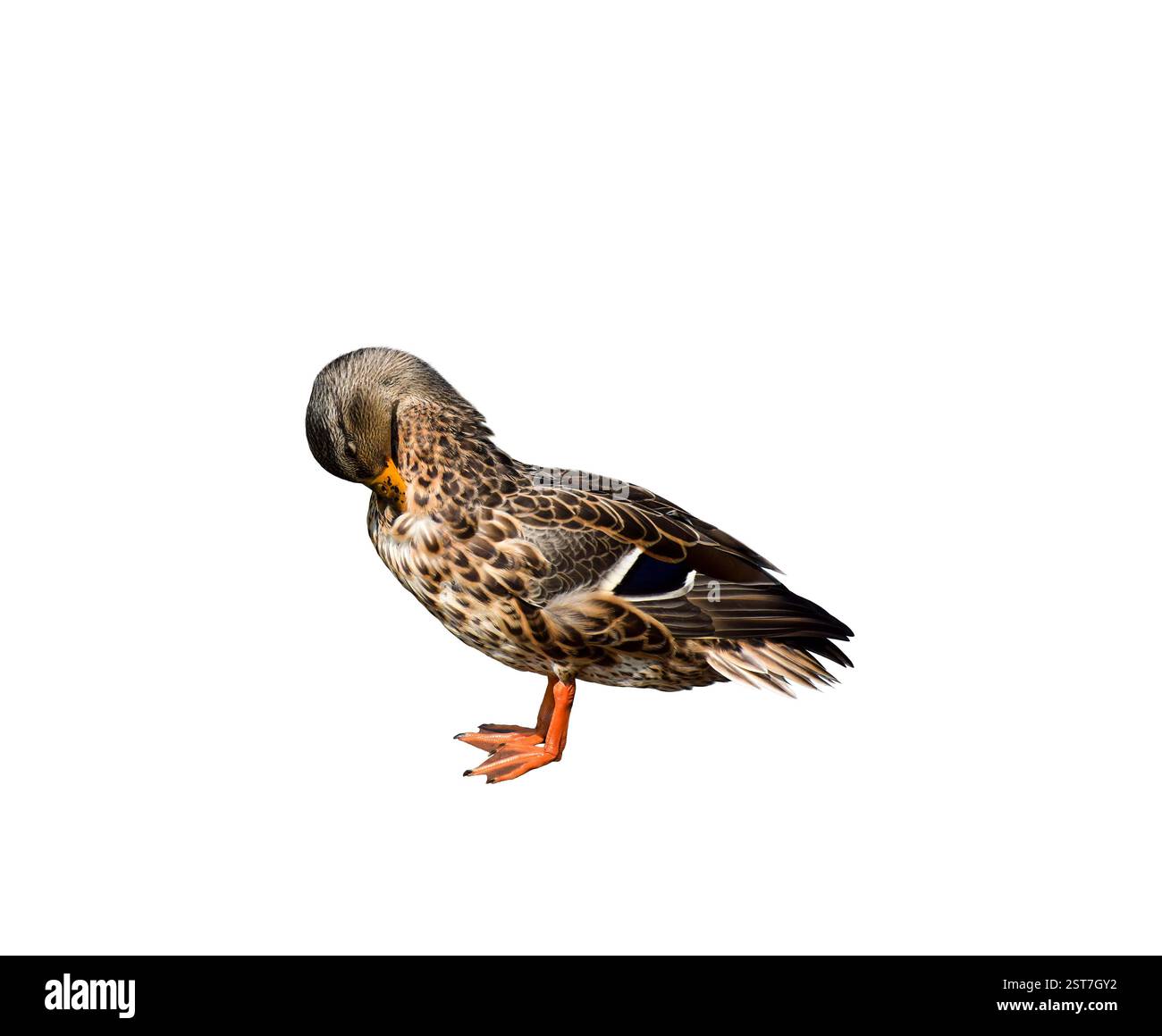 Seitenansicht einer Stockenten-Ente, die ihre Federn reinigt, isolierter Ausschnitt auf weiß Stockfoto