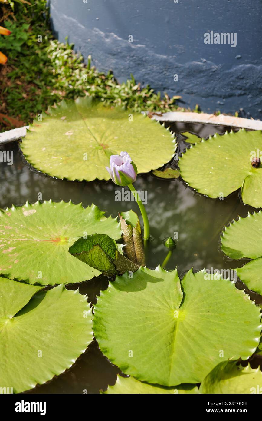 Flieder Seerosenblüte und grüne Blätter in der Badewanne voller Wasser Stockfoto