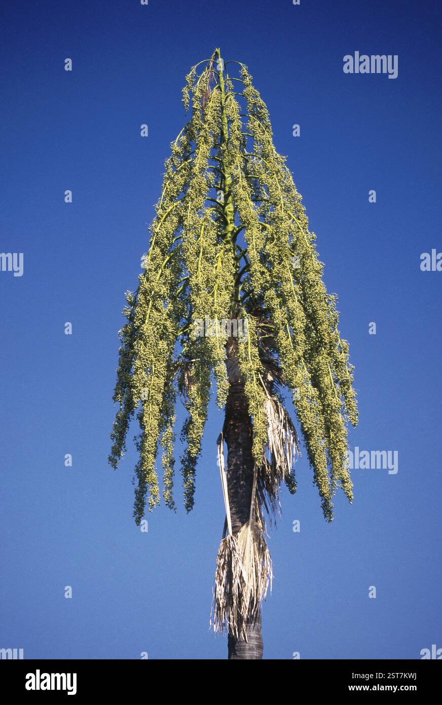 Talipot-Palme Corphya umbraculifera linn Stockfoto