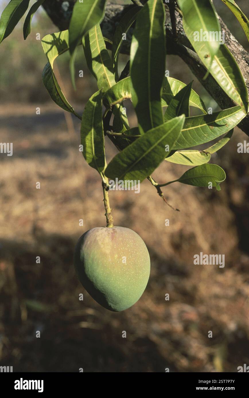 Früchte, Alphanso-Mangos (Hapus), die auf Bäumen wachsen, Ratnagiri, maharashtra, indien Stockfoto