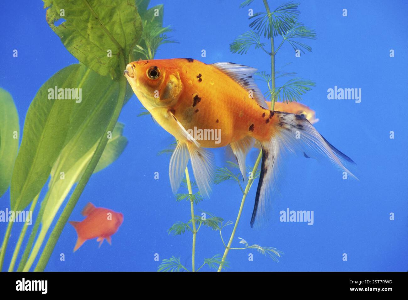 Fische im Aquarium Stockfoto