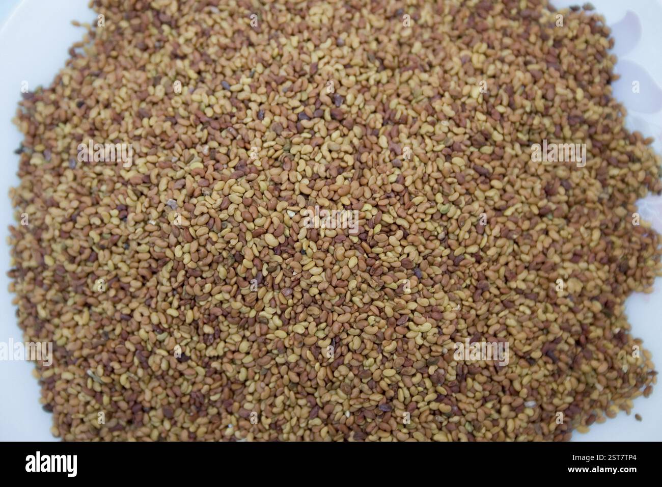 Alfa alfa Samen, natürliche Gesundheit Lebensmittel, Mineralien wie Kalzium, Magnesium, Phosphor, Chlor, Natrium, Kalium und Silizium, Vitamine A, B, C, D, E, G Stockfoto