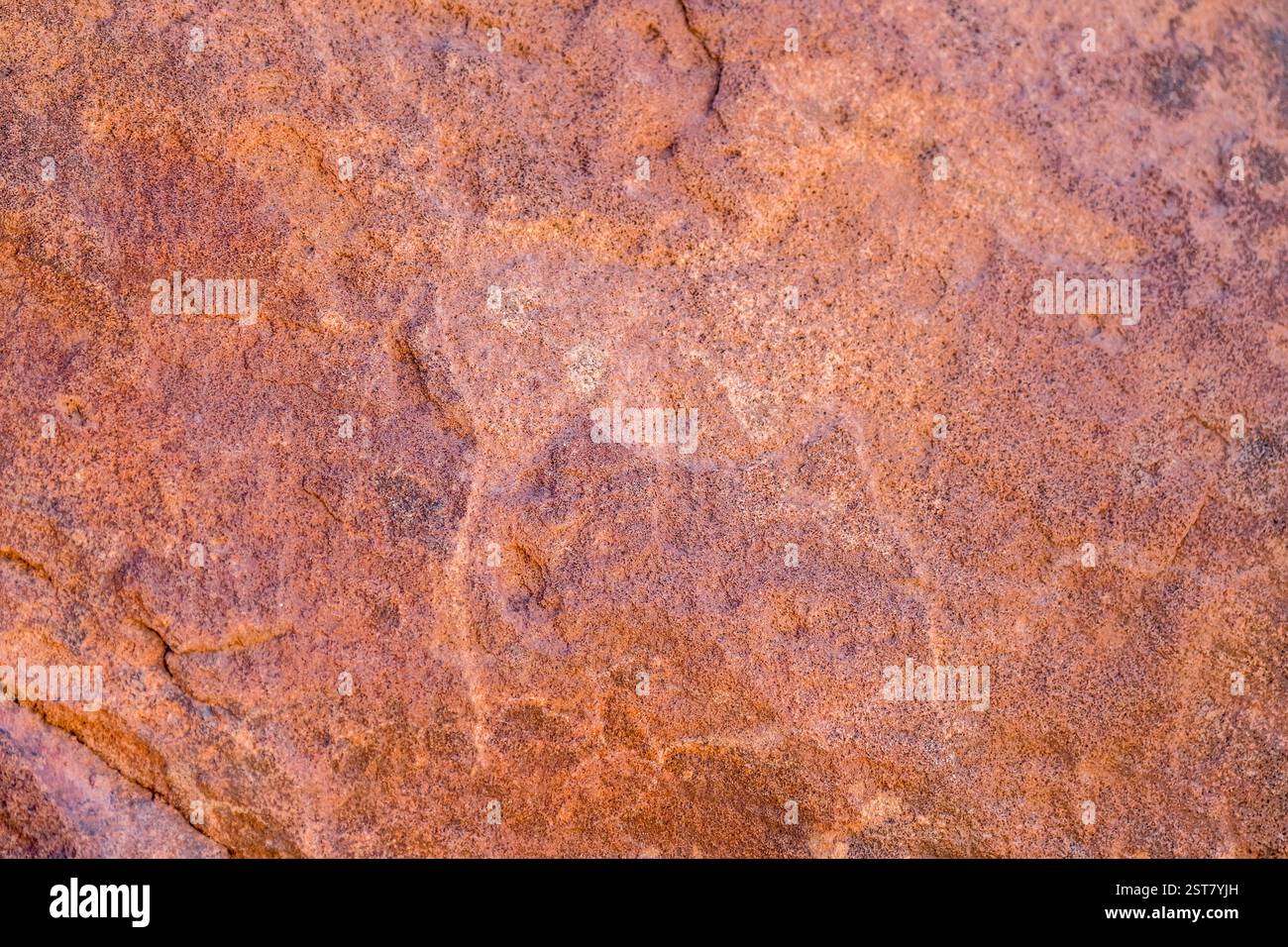 Prähistorische Gravur eines Pferdes auf Sandsteinfelsen, aufgenommen im hellen Licht des späten Frühlings in Twyfelfontein, Namibia, Afrika Stockfoto