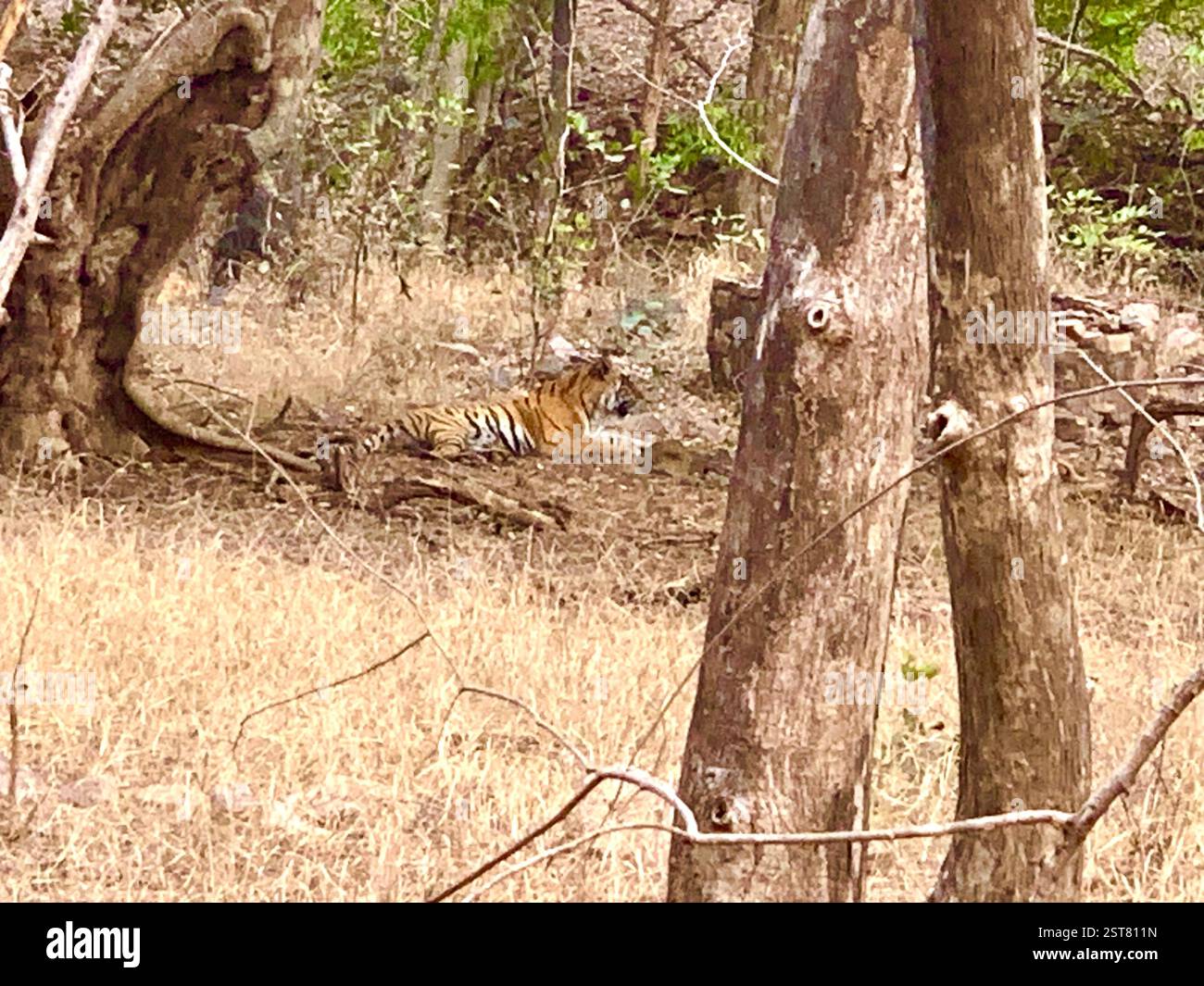 Safari Park India Forest Tiger Reserve tropische Tiere Hirschwälder Holzarten Krokodile Zoo Tiger Trockengebiet Mangustvögel Arten - Smartphone-aufgenommenes Stockfoto