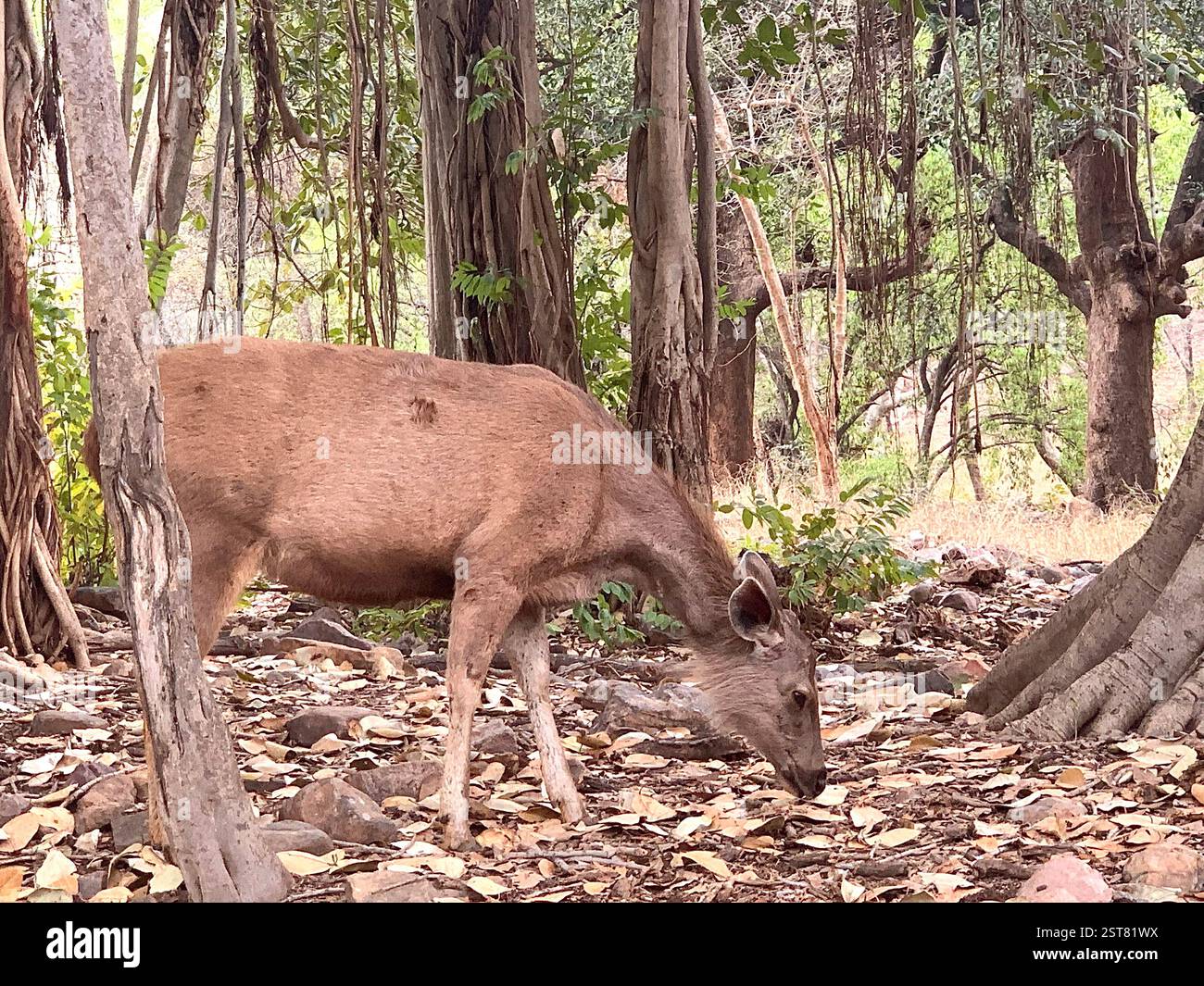 Safari Park India Forest Tiger Reserve tropische Tiere Hirschwälder Holzarten Krokodile Zoo Tiger Trockengebiet Mangustvögel Arten - Smartphone-aufgenommenes Stockfoto