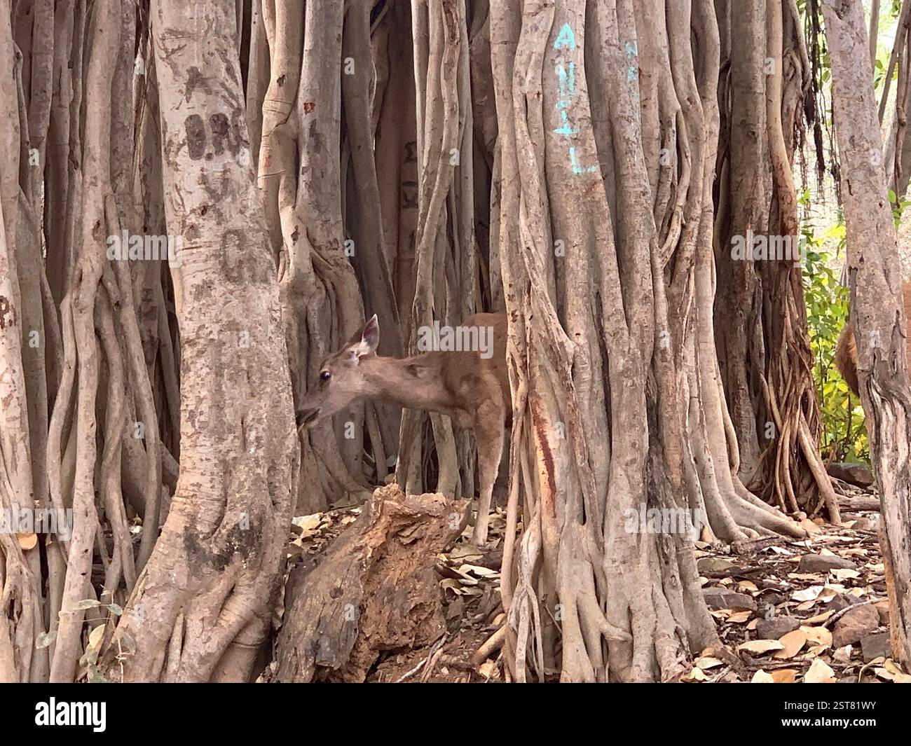Safari Park India Forest Tiger Reserve tropische Tiere Hirschwälder Holzarten Krokodile Zoo Tiger Trockengebiet Mangustvögel Arten - Smartphone-aufgenommenes Stockfoto