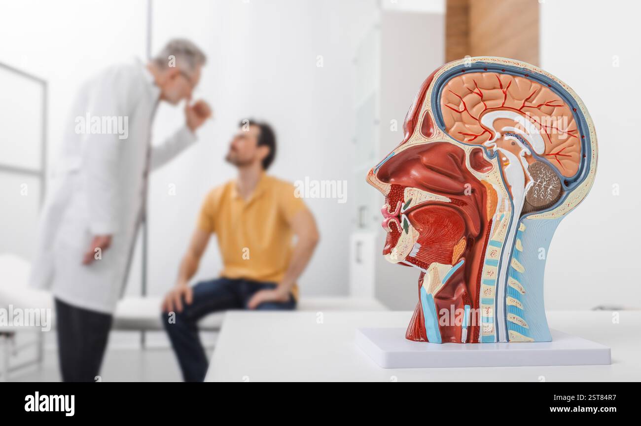 Neurologie, konzeptuelles Bild. Anatomisches Modell des menschlichen Kopfes mit Gefässstrukturen und Nerven im Vordergrund der neurologischen Patientenkonsultation Stockfoto