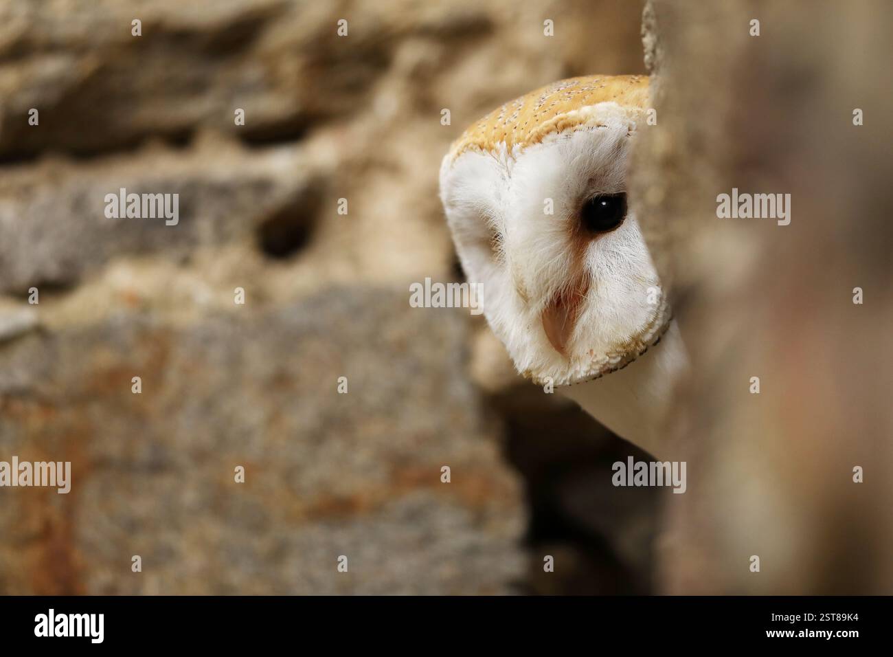 Scheuneneule (Tyto alba) thront auf einer alten Steinmauer im Landhaus. Vogel mit herzförmigem Gesicht. Tierwelt aus urbanem Lebensraum. Tschechische republik Stockfoto