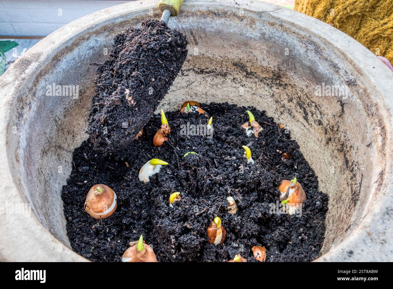 Tulpenzwiebeln wurden in einem großen Blumentopf aus Steingut gepflanzt und mit Topfkompost bedeckt. Stockfoto