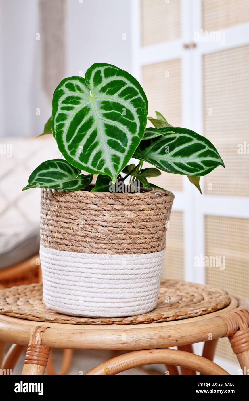 Schöne Topf exotische 'Silver Blush Anthurium Crystallinum' Zimmerpflanze mit schönem Spitzenmuster auf Blättern auf weißem Hintergrund Stockfoto