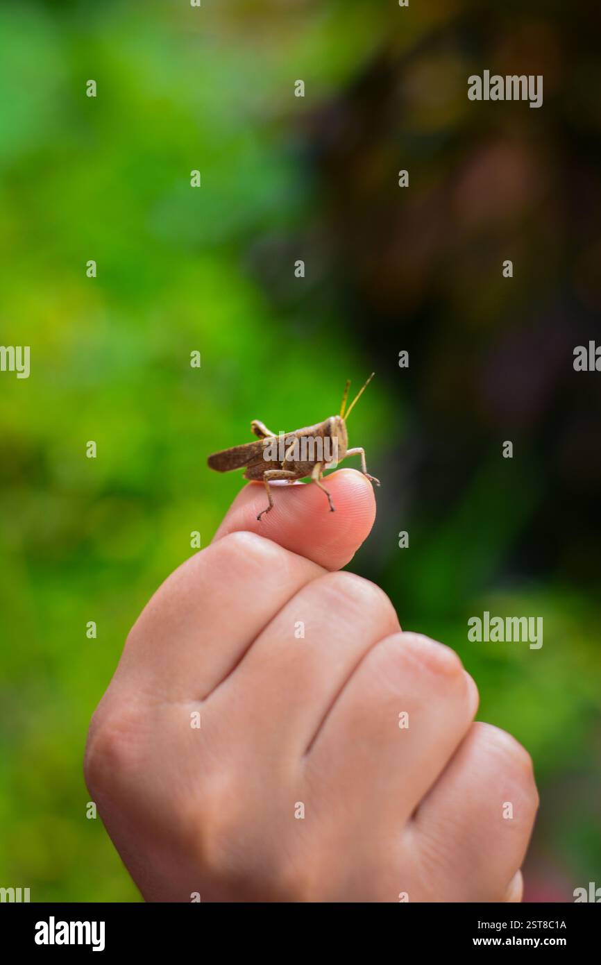 Eine Hausgrille (Acheta domesticus) in der Faust einer Hand mit einem unscharfen Hintergrund. Stockfoto
