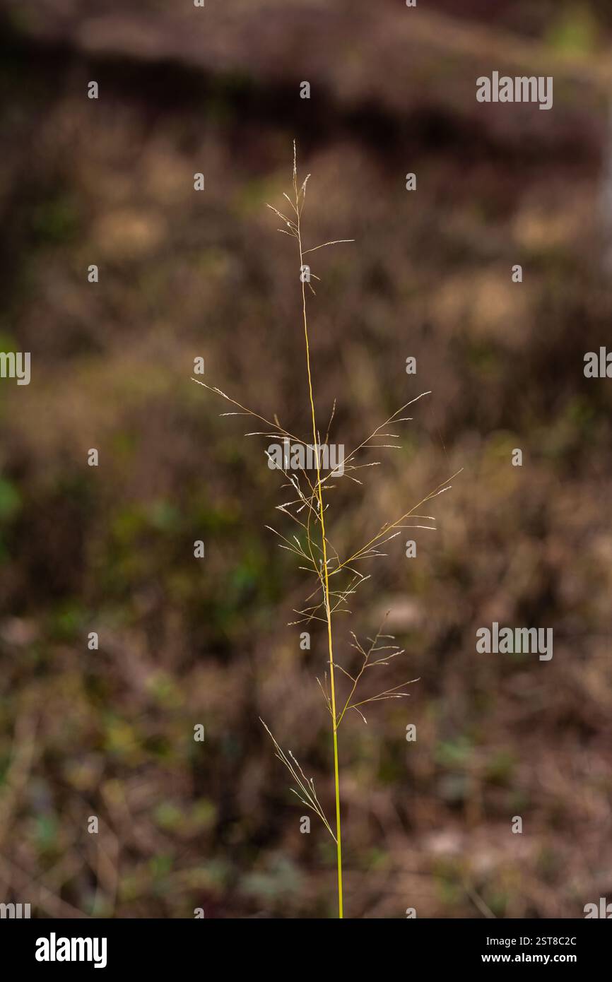 Wunderschöner Zweig von Chépica, Quila Gras (Agrostis capillaris) in einem völlig unscharfen Hintergrund. Stockfoto