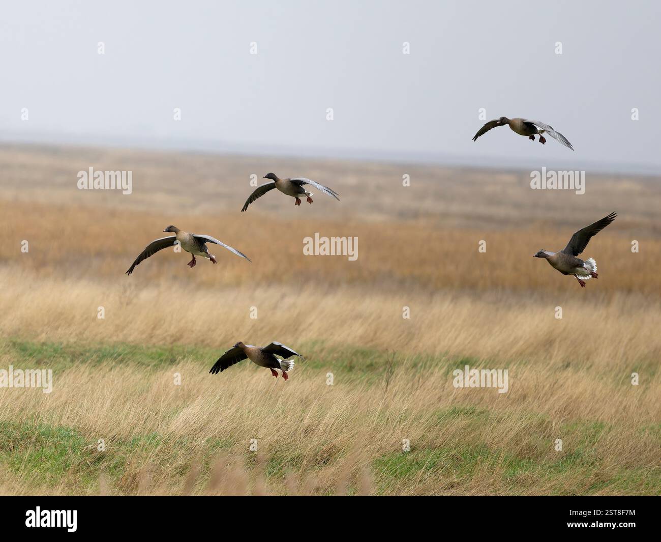 Rotfußgänse, Anser brachyrhynchus, Gruppe der Vögel im Flug, Lancashire, Februar 2025 Stockfoto