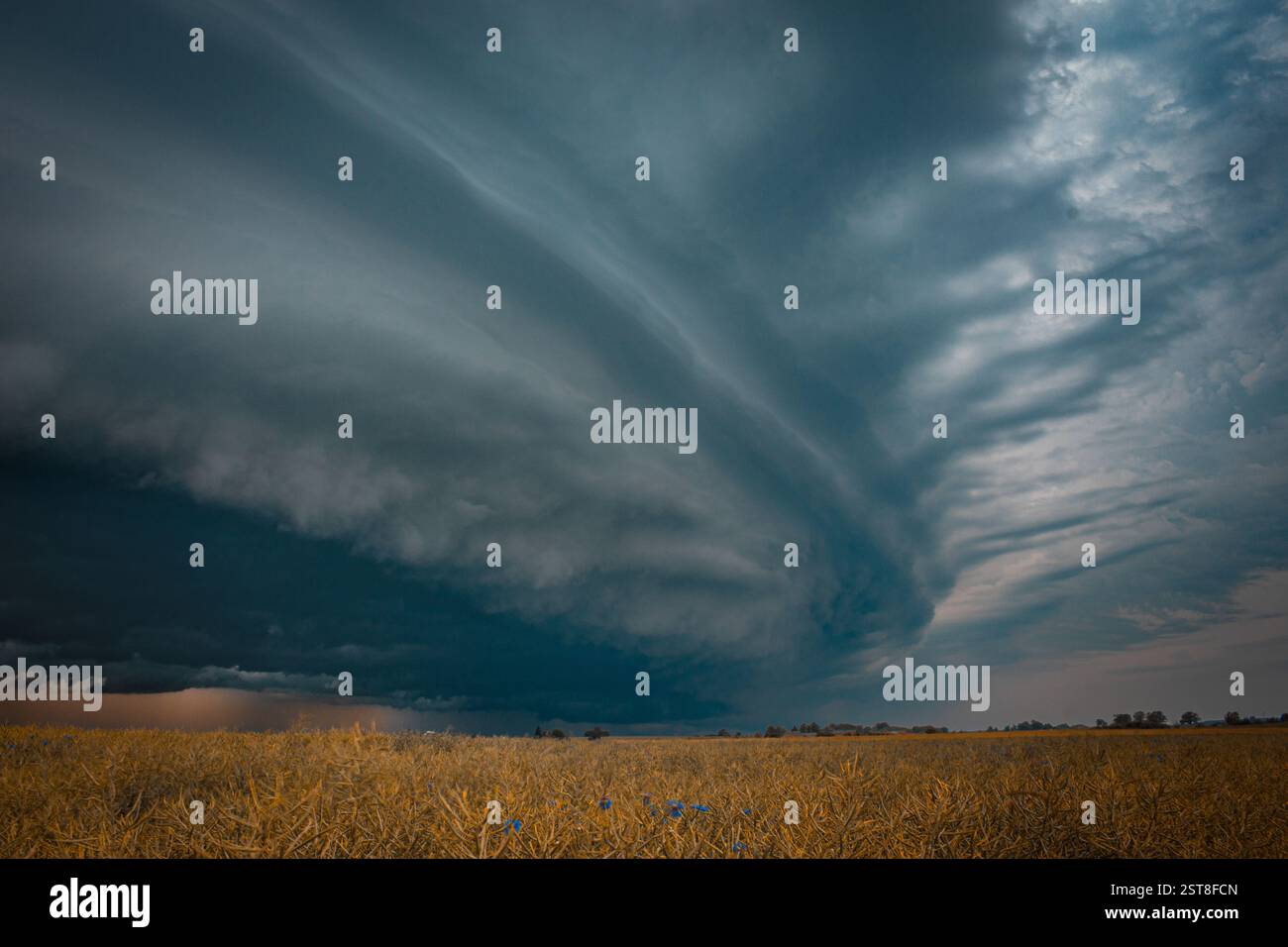 Ein dramatischer Superzellensturm, der sich über einem goldenen Erntefeld bildet. Die dunklen, bedrohlichen Wolken bilden einen markanten Kontrast zu den warmen Tönen des Landes, e Stockfoto