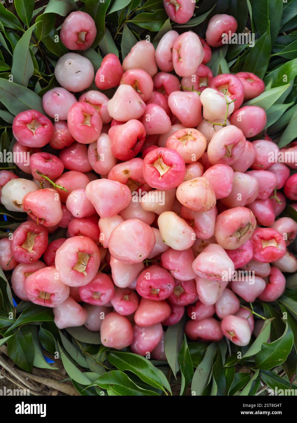 Frische rosafarbene Äpfel mit grünen Blättern, Blick von oben. Die Ernte von Bio-Rosenäpfeln (Syzygium samarangense). Ein Haufen frischer tropischer rosafarbener Rosenäpfel Stockfoto