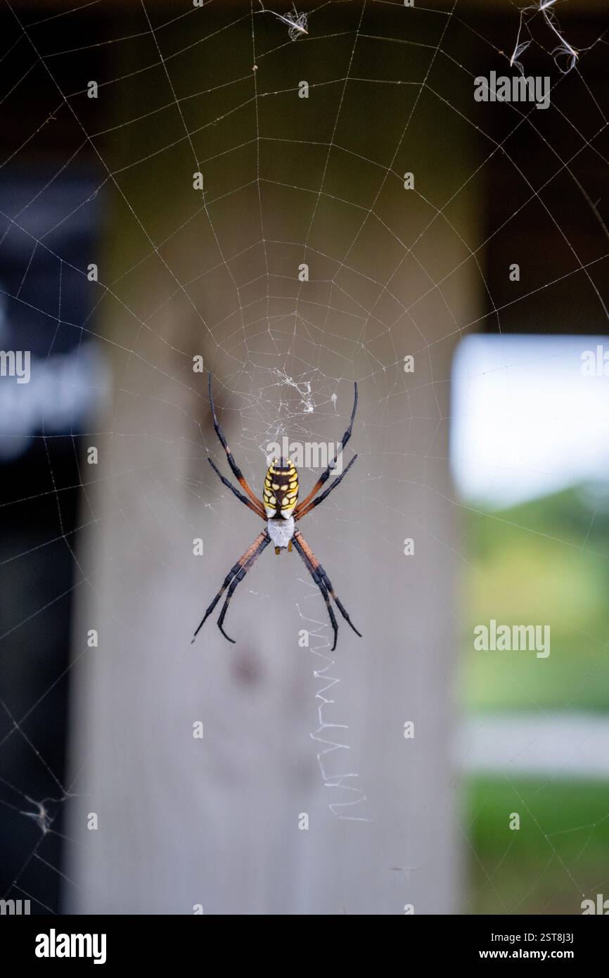 Eine gelbe Gartenspinne ruht auf ihrem Netz. Stockfoto