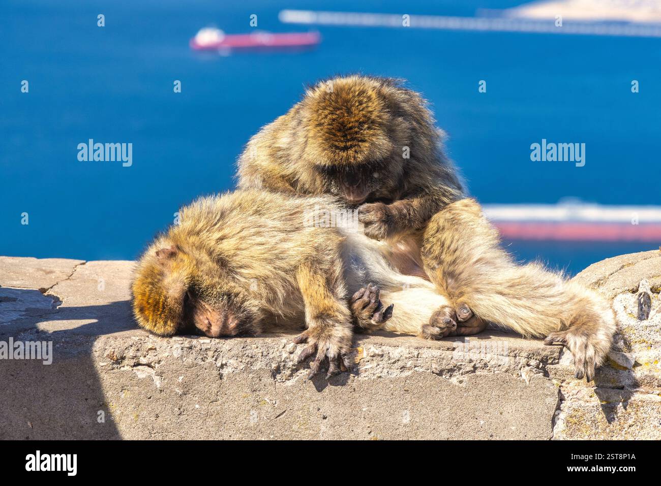 Affen auf Gibraltar, britischem Überseegebiet und Stadt auf der Iberischen Halbinsel. Zwei Berbermakaken, die sich auf einer Steinmauer über dem Looki pflegen Stockfoto