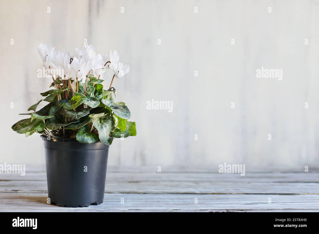 Weiße Zyklamen in einem Blumentopf auf einem weißen Tisch mit verschwommenem Hintergrund und Kopierraum. Stockfoto