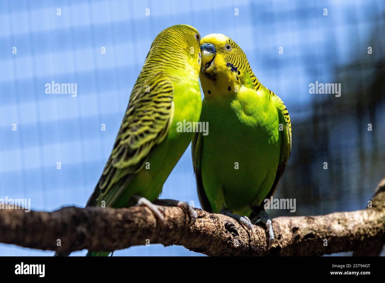 Zwei australische Liebesvögel oder Wellensittiche Stockfoto