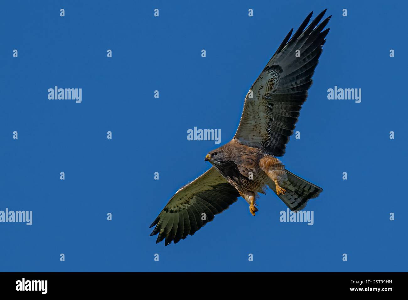 Rotschwanzfalke (Buteo jamaicensis) im Flug Stockfoto