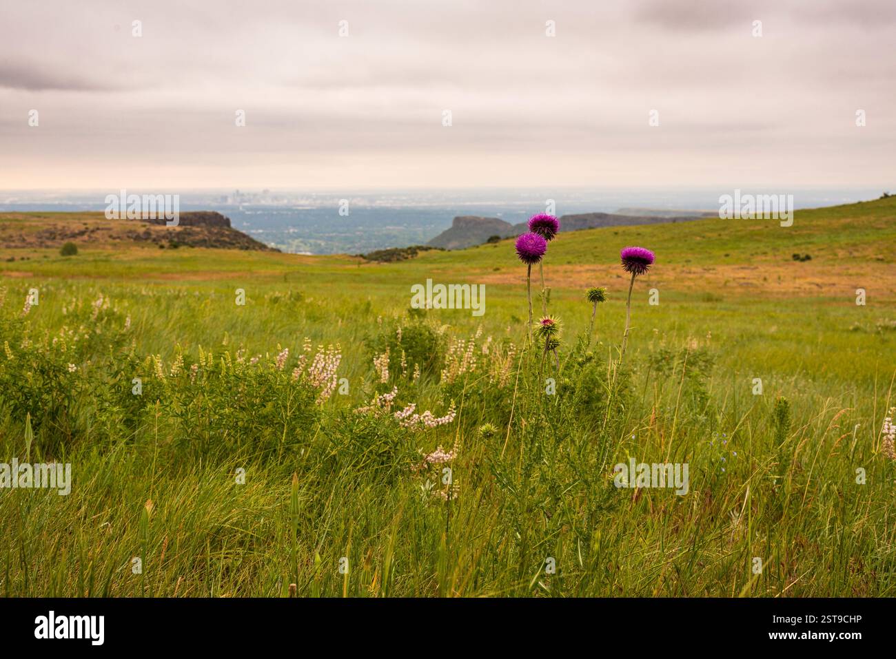 Landschaftlich Reizvolles Grasland Mit Blühenden Lila Wildblumen Unter Bedecktem Himmel Stockfoto