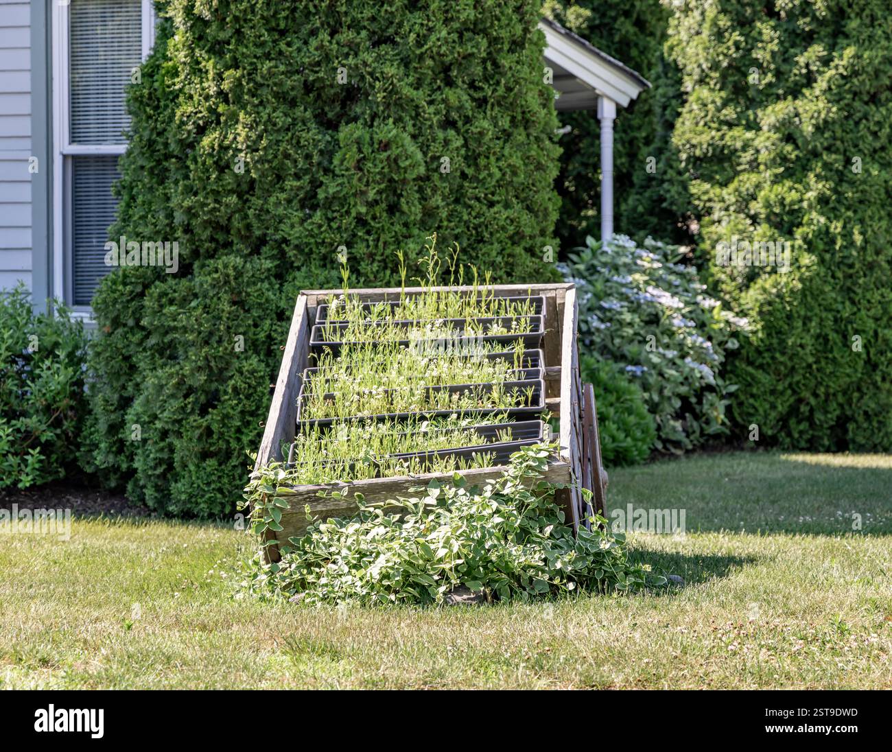 Ein alter zerbrochener Wagen mit bewachsenen schwarzen Flächen von Pflanzen, die einst zum Verkauf standen Stockfoto