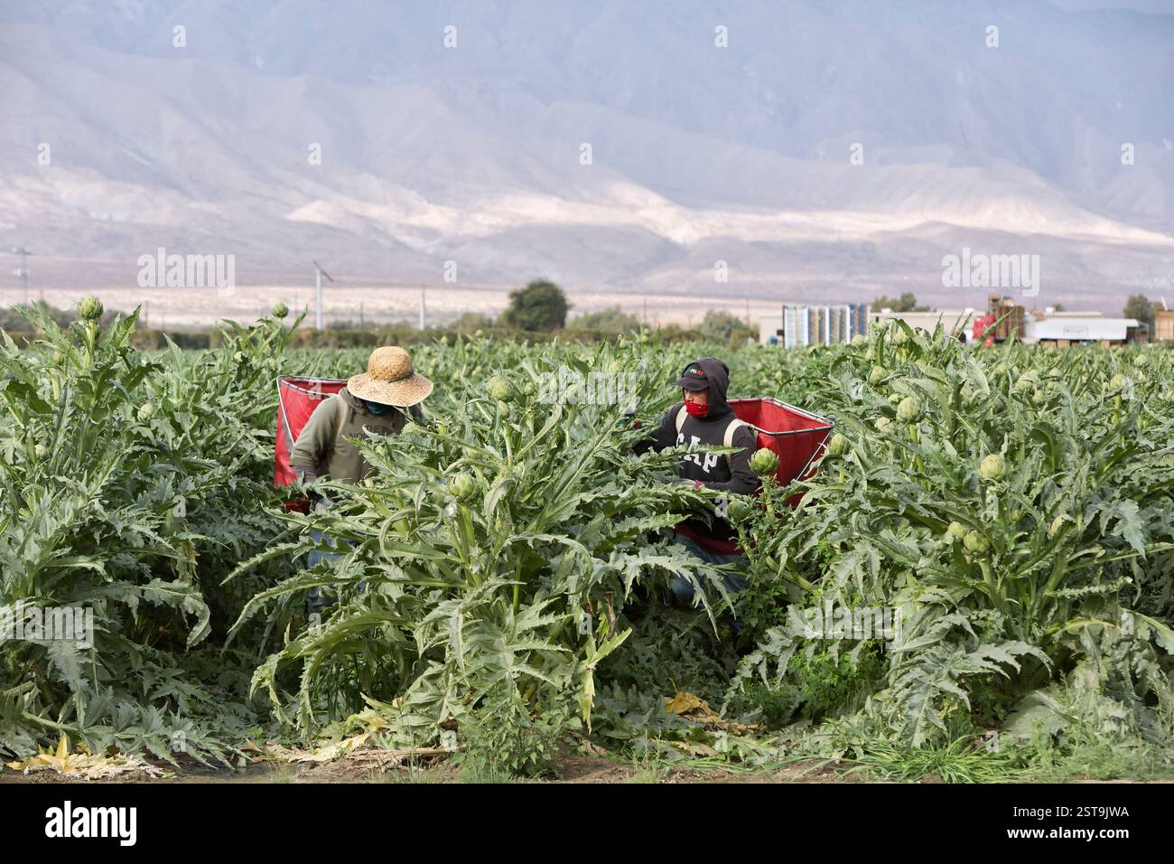 Hispanische Arbeiter ernten OrgArtichokes 'Cynara cardunculus var. Scalymus', blühend, auch bekannt als Globe Artischocke, Morgenlicht, Kalifornien. Stockfoto