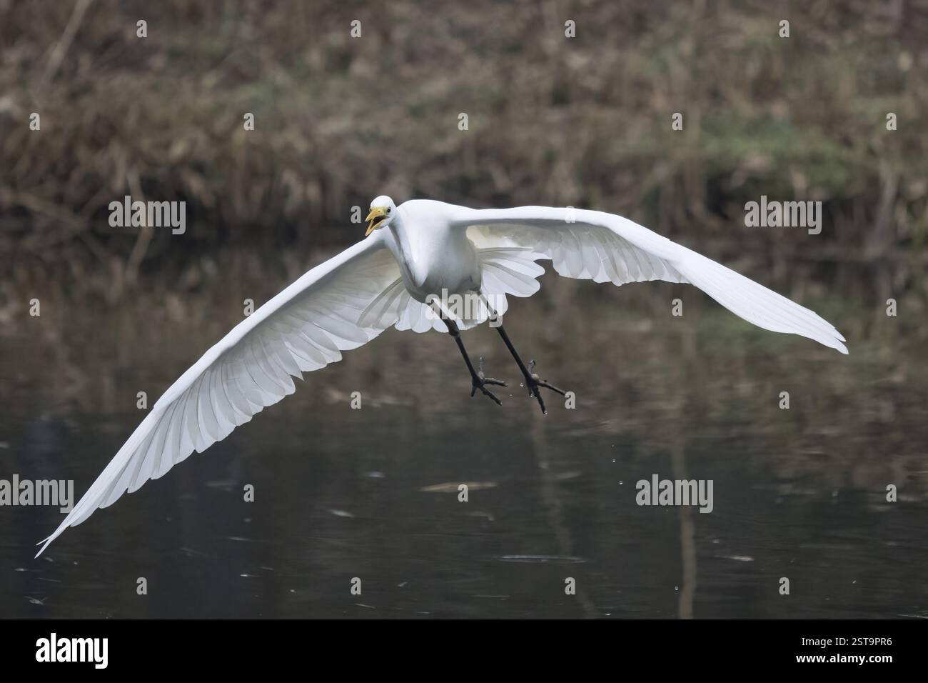 Ein Großreiher (Ardea alba) im Flug über einen See mit natürlichem Hintergrund, Hessen, Deutschland, Europa Stockfoto
