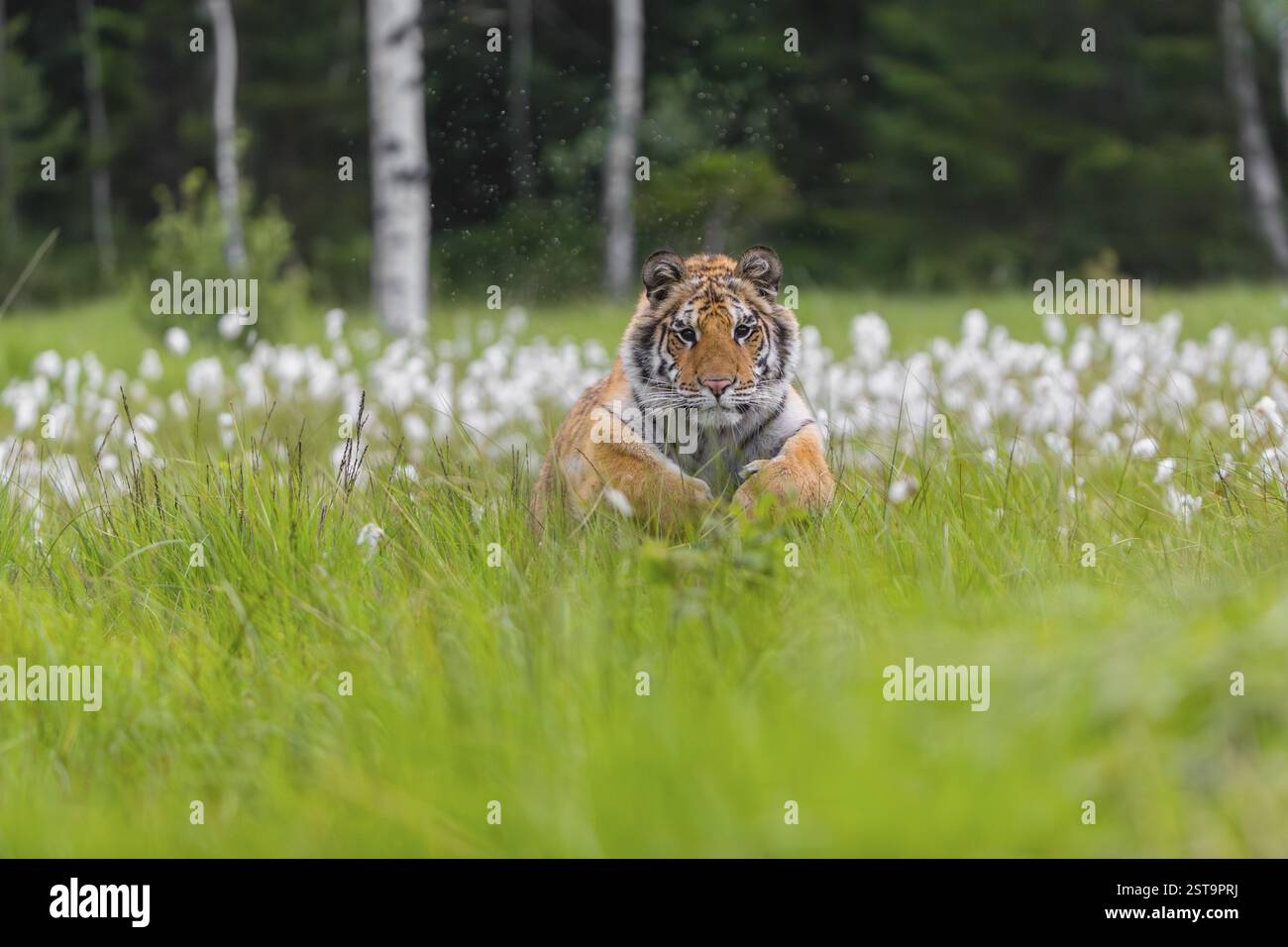 Eine junge weibliche Sibirische Tiger, Panthera tigris altaica, läuft durch hohes Baumwollgras. Licht am frühen Morgen Stockfoto
