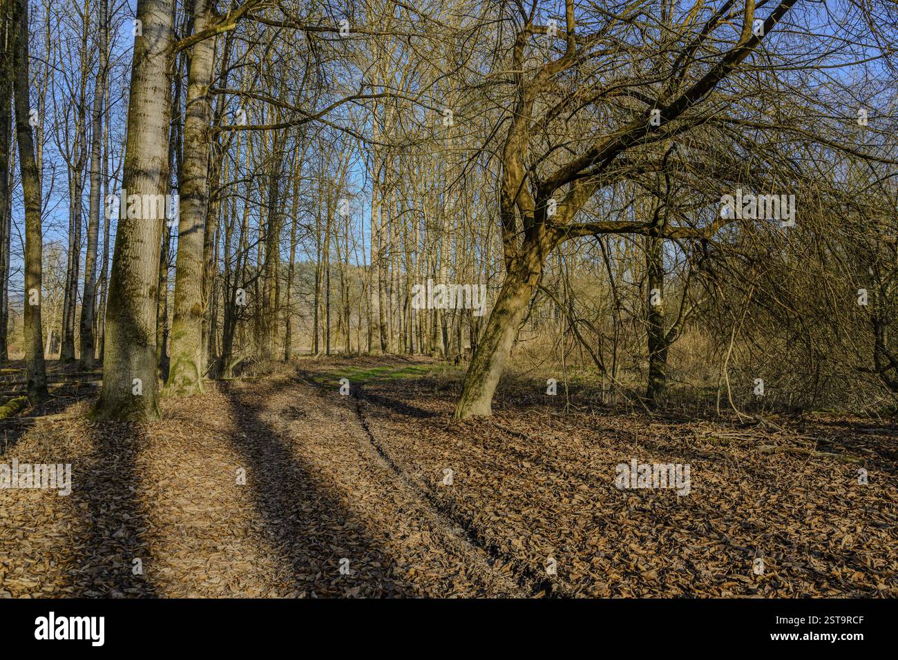 Ein Waldweg ist mit Herbstlaub bedeckt und von hohen Bäumen gesäumt, Isarwiesen Stockfoto