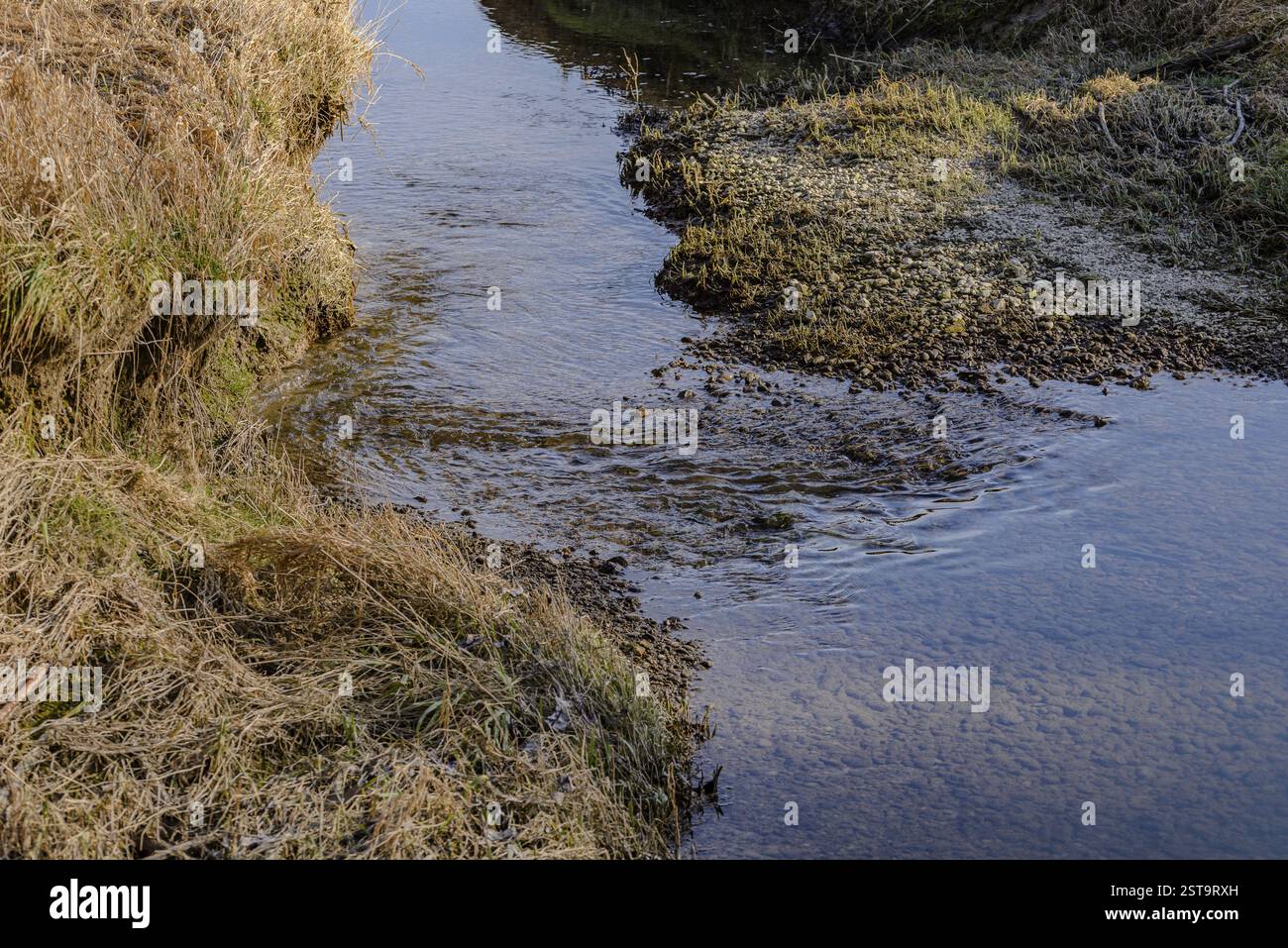 Kleiner Bach in natürlicher Landschaft mit Grasbedeckung, Isarauen Stockfoto