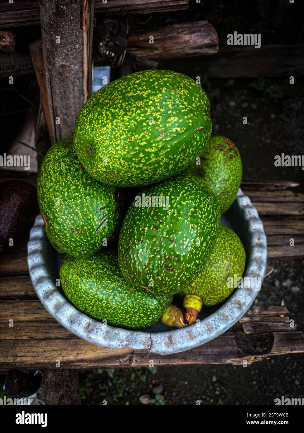 Frische grüne Avocados in einer traditionellen Schüssel auf einem lokalen Markt in Timor-Leste, tropische Bio-Früchte. Stockfoto