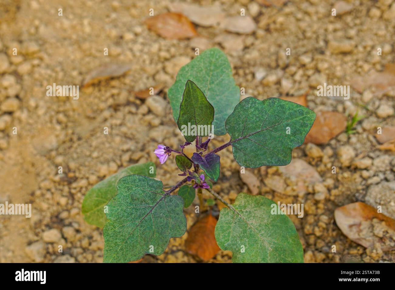Auberginen-Baum mit violetter Blüte und Blättern, die im Gemüsegarten wachsen Stockfoto