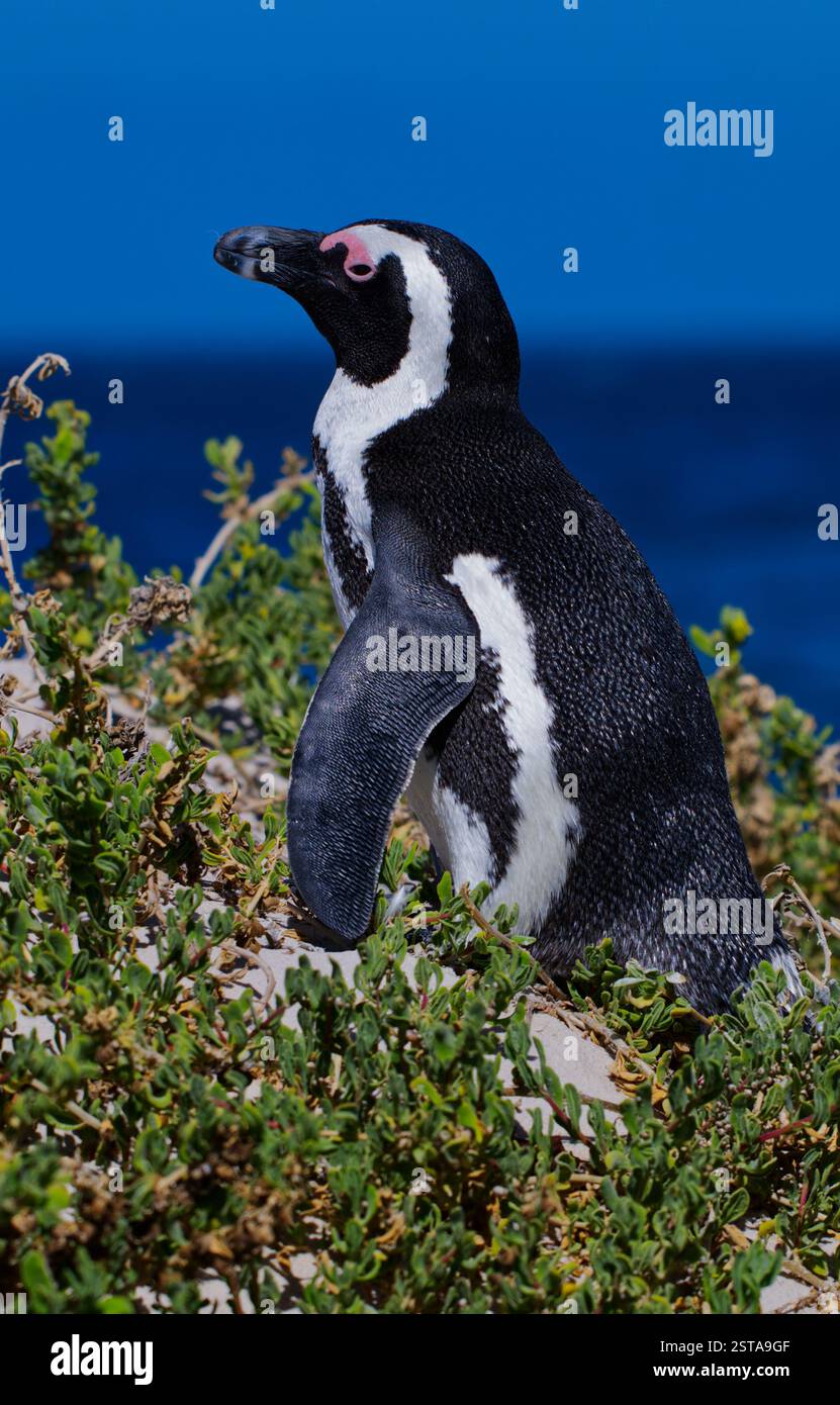 Nahaufnahme eines einsamen südafrikanischen Pinguins am Strand. In der Strandvegetation stehen Stockfoto