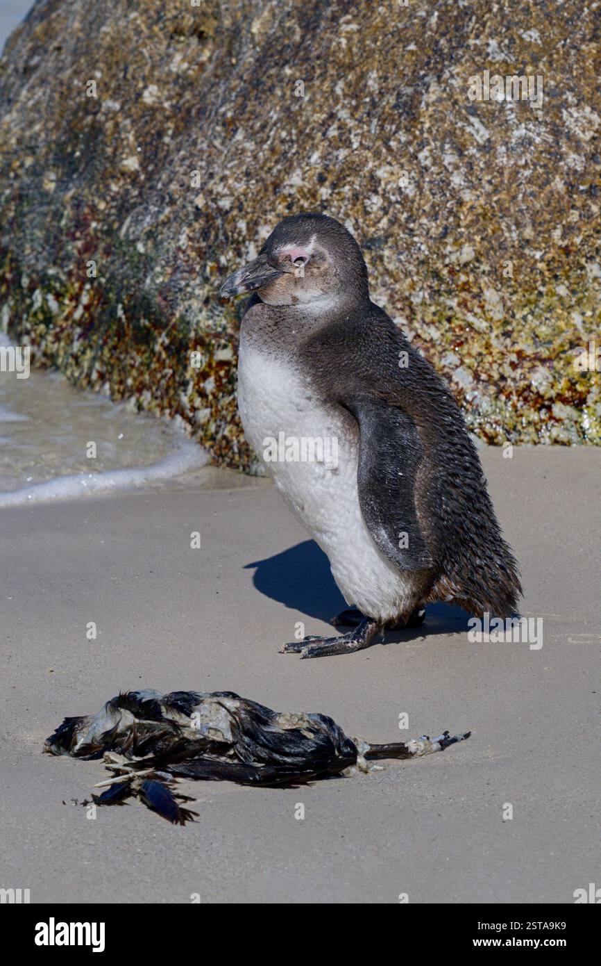 Nahaufnahme eines einsamen südafrikanischen Pinguins am Strand. Junger Pinguin, der am Strand schmelzt. Stockfoto