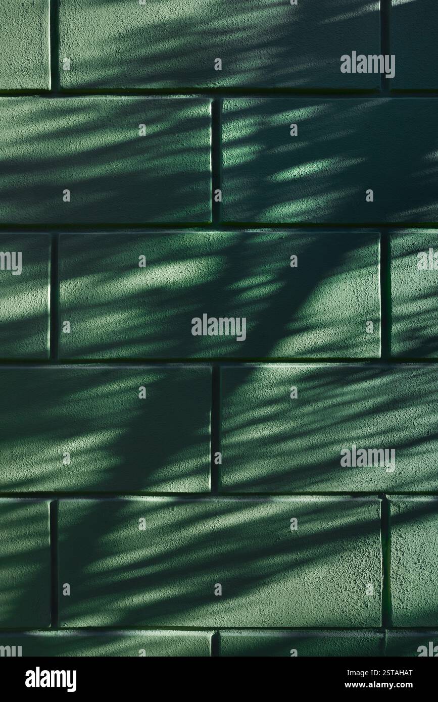 Baum und hinterlässt Schatten auf einer rustikalen Wand eines Hauses. Helle Textur typisch für historische italienische Fassaden. Geeignet für Hintergrund und Bogen Stockfoto